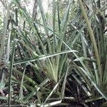 Bromelia pinguin List