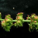 Rumex nepalensis Hábito