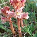 Orobanche alba Blüte