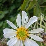 Montanoa bipinnatifida Flower