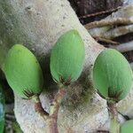 Vantanea occidentalis Meyve