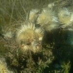 Cirsium ferox Fruit