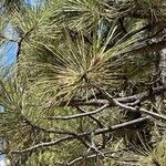Pinus jeffreyi Лист
