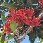 Stenocarpus sinuatus Virág