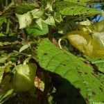 Impatiens noli-tangere Blatt