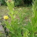 Centaurea macrocephala Habit