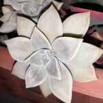 Graptopetalum paraguayense Folha