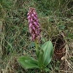 Himantoglossum robertianum Feuille