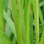 Carex vulpinoidea Corteza