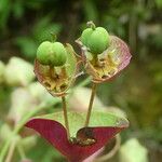 Euphorbia amygdaloides ഫലം