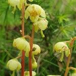 Pyrola chloranthaFlower