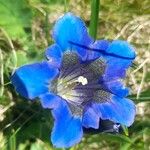 Gentiana acaulis Flor