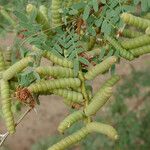 Prosopis pubescens Плод