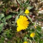 Calendula suffruticosa Žiedas