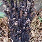 Blechnum gibbum Bark