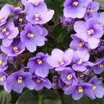 Streptocarpus ionanthus Цвят