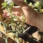Senecio articulatus Leaf