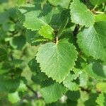 Betula humilis Folha