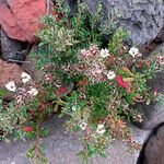 Frankenia capitata Flower