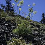 Angelica lineariloba ᱛᱟᱦᱮᱸ