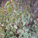 Cistus populifolius Likasa