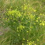 Lomatium triternatum Συνήθη χαρακτηριστικά