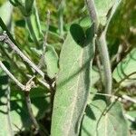 Oxypetalum solanoides Hoja