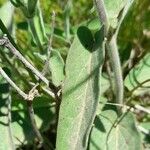 Oxypetalum solanoides Blad