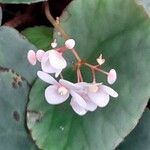 Begonia hughesii Blomst