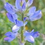 Lupinus angustifolius Fula