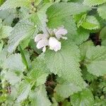 Lamium album 整株植物