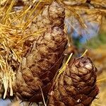 Larix decidua Fruit