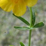 Ranunculus auricomus Leaf