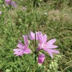 Malva alceaFlower