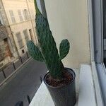 Consolea rubescens Hoja