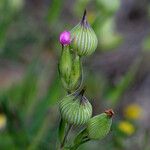 Silene conica ফুল