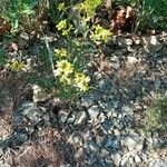Erysimum virgatum Flor