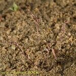 Spergularia echinosperma Habitus