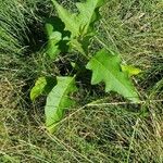 Solanum carolinenseLiść