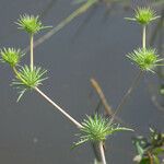 Eryngium vaseyi Fruto