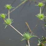 Eryngium vaseyi