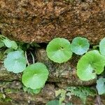 Umbilicus horizontalis Leaf