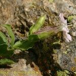 Silene cordifolia Habit