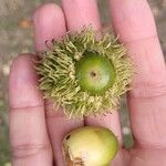 Quercus cerris Fruit