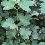 Viburnum acerifolium Blatt