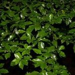 Psychotria chagrensis Агульны выгляд