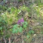 Corydalis solida Hábitos