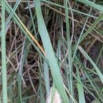 Cenchrus purpureus Leaf