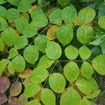 Aralia spinosa Blatt