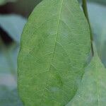 Solanum nudum Leaf